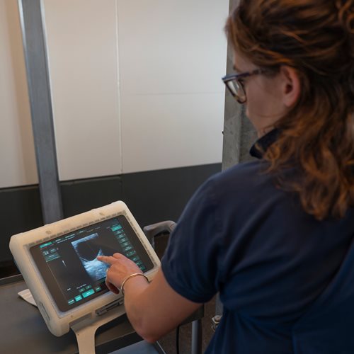 Dierenarts bekijkt een echobeeld van een paard op een monitor