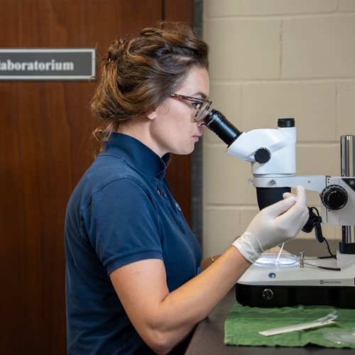 Dierenarts bekijkt een preparaat via microscoop in het laboratorium